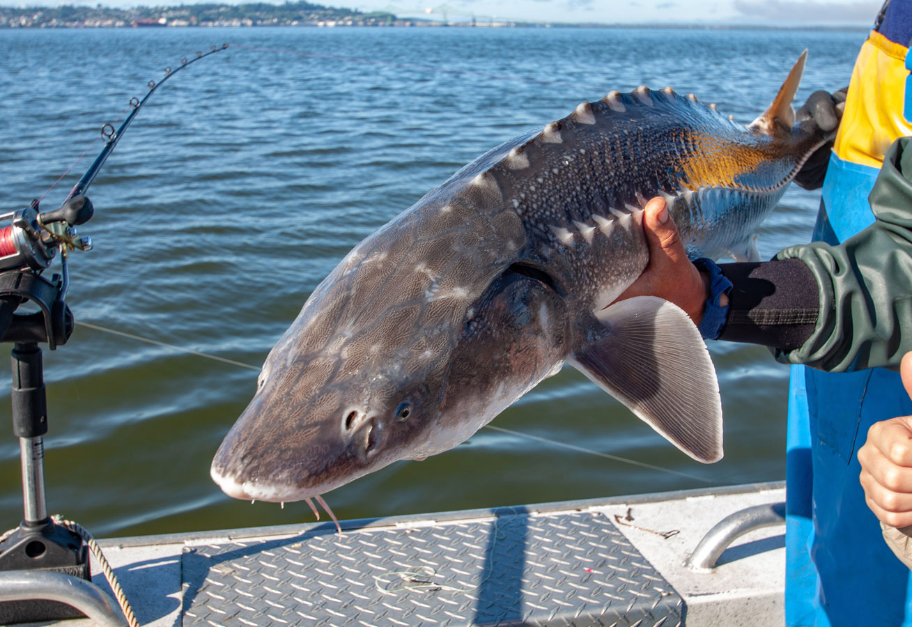 ENDANGERED SPECIES CONSERVING WHITE STURGEONS IN B.C